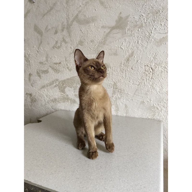 Burmese A Jack