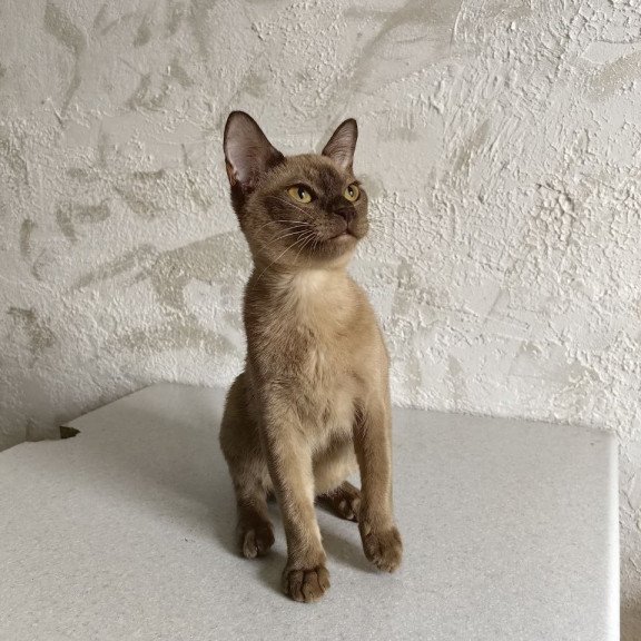 Burmese A Jack