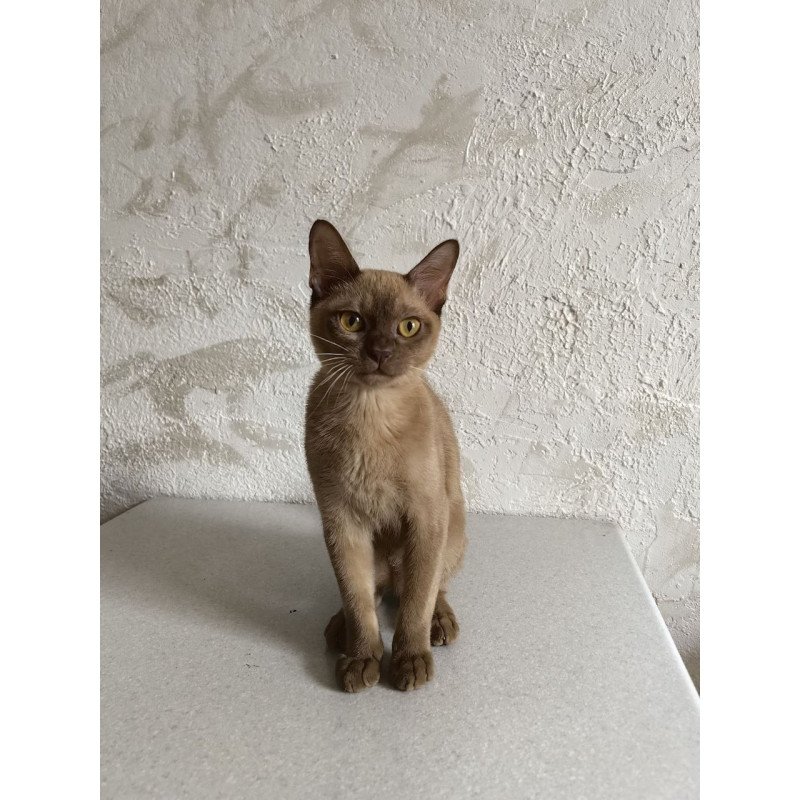 Burmese A Jack