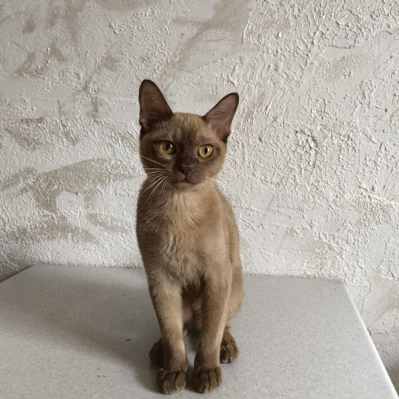 Burmese A Jack