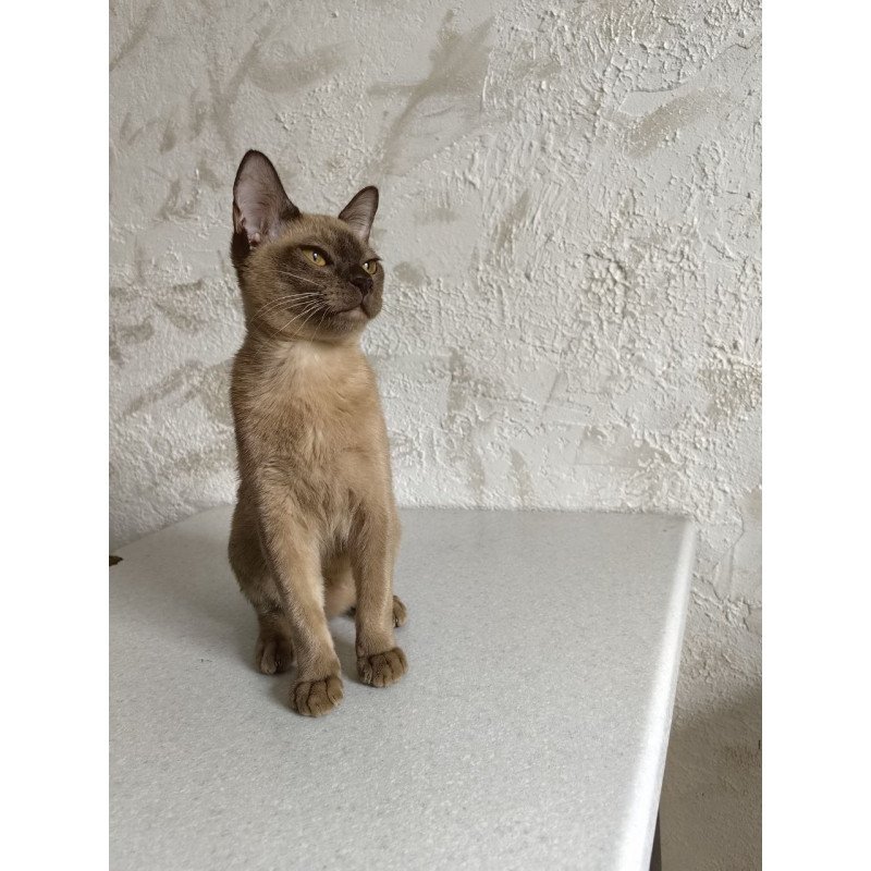 Burmese A Jack