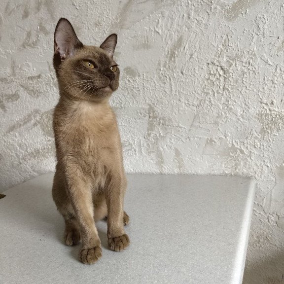 Burmese A Jack