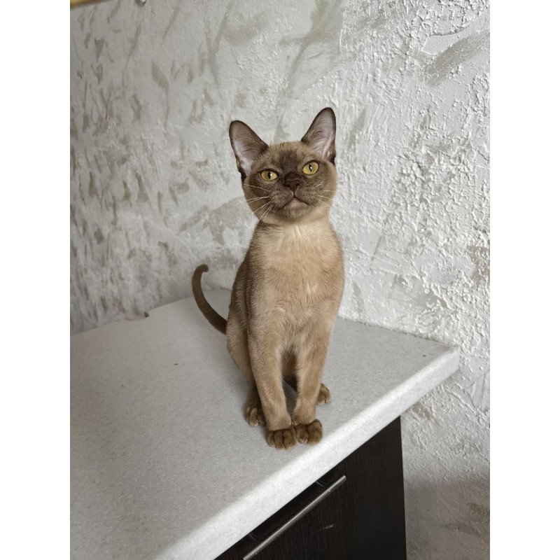 Burmese A Jack