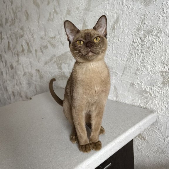 Burmese A Jack