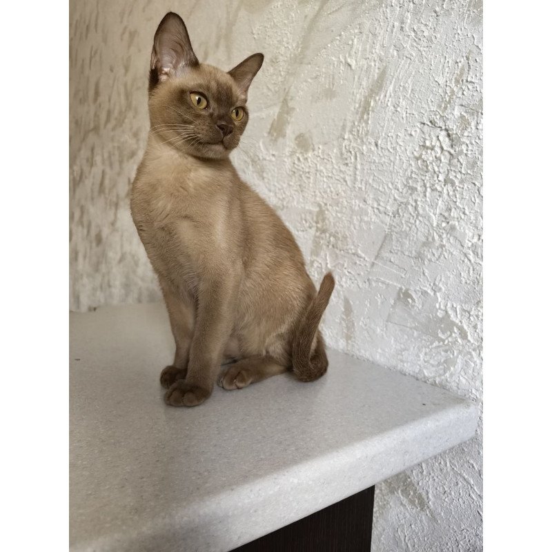 Burmese A Jack