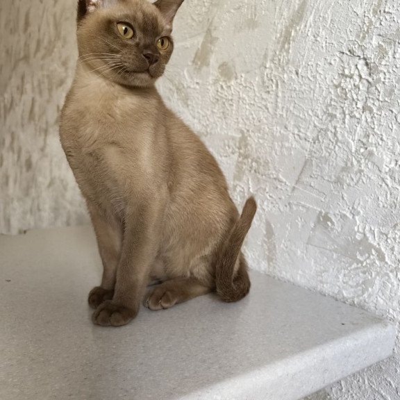 Burmese A Jack