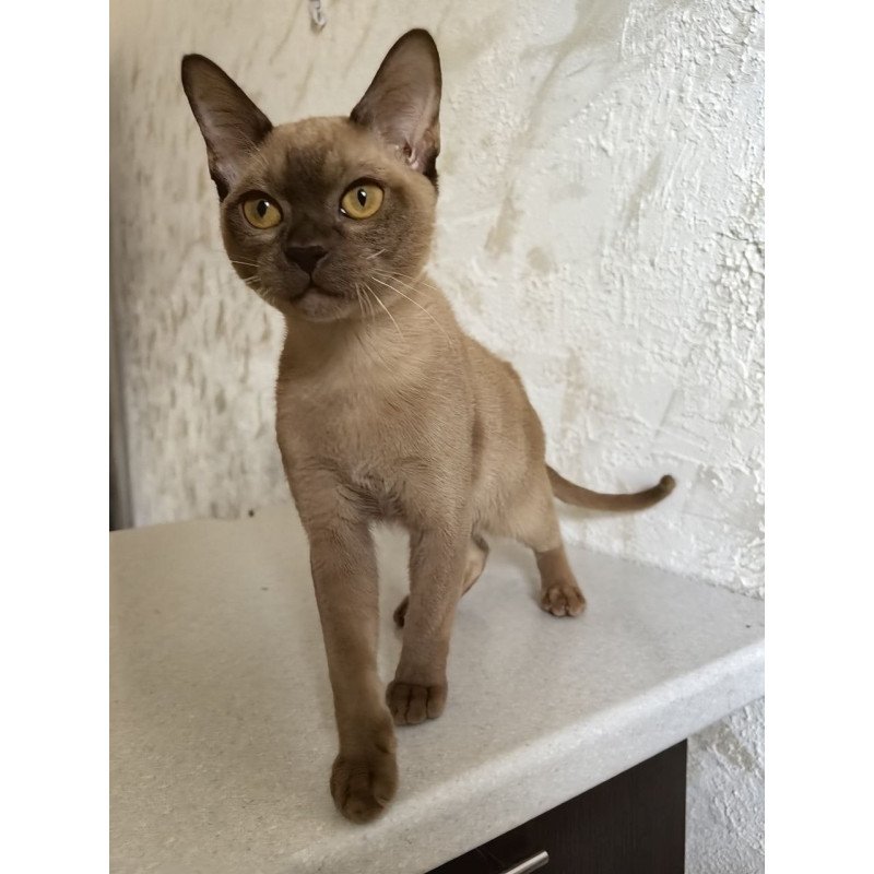 Burmese A Jack