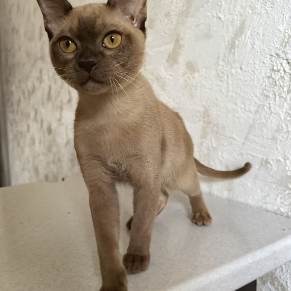 Burmese A Jack