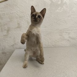 Burmese A Lara
