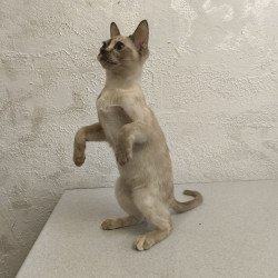 Burmese A Lara
