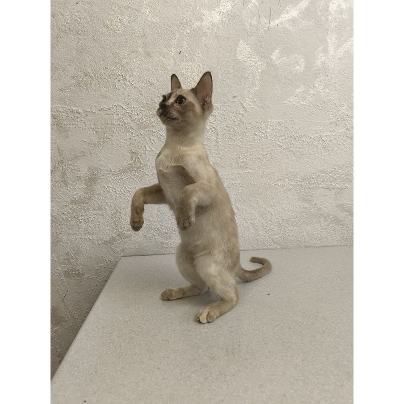 Burmese A Lara
