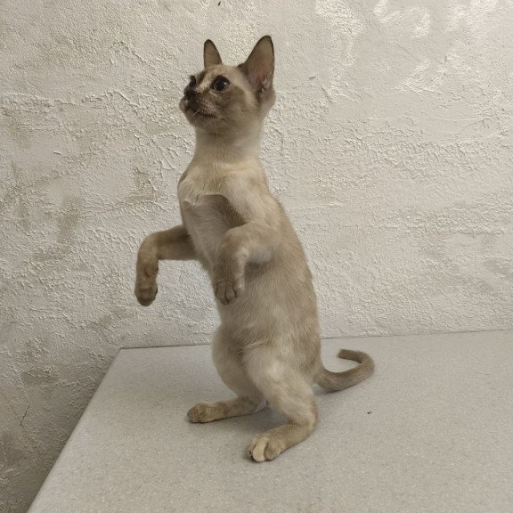 Burmese A Lara