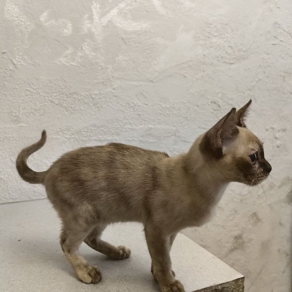 Burmese A Lara