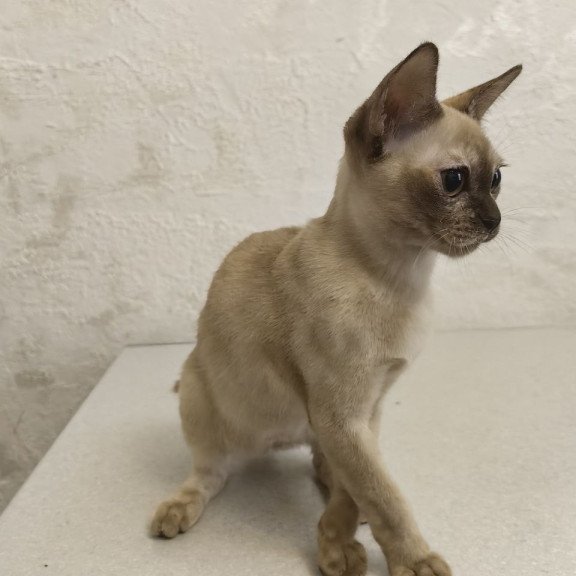 Burmese A Lara