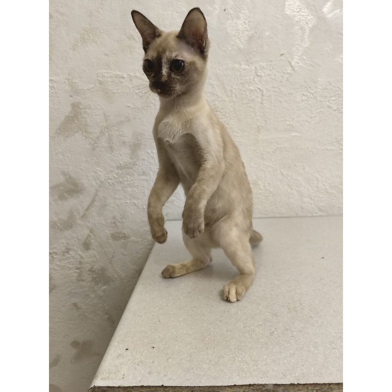 Burmese A Lara
