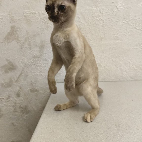 Burmese A Lara
