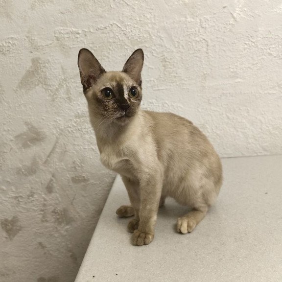 Burmese A Lara