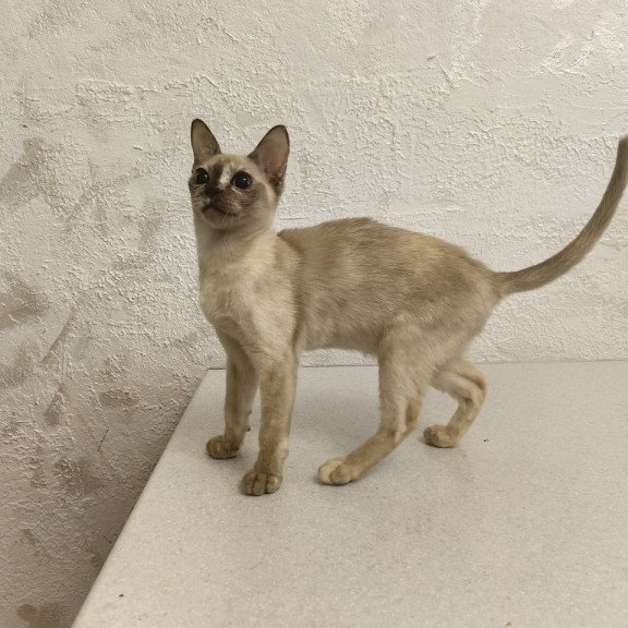 Burmese A Lara