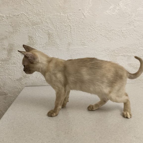 Burmese A Lara
