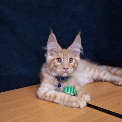 Maine Coon EZ Apolon