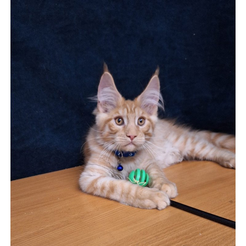 Maine Coon EZ Apolon
