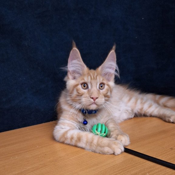 Maine Coon EZ Apolon