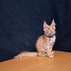 Maine Coon EZ Apolon
