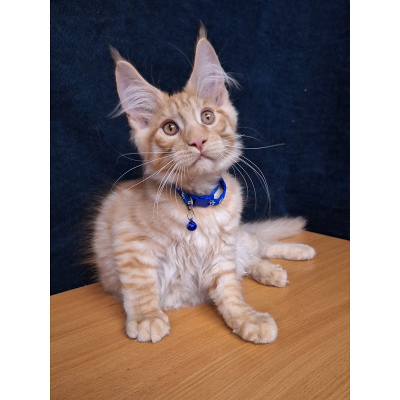 Maine Coon EZ Apolon