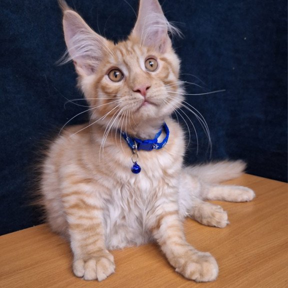 Maine Coon EZ Apolon