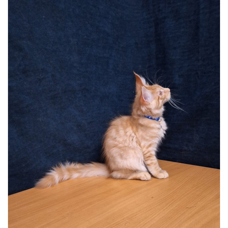 Maine Coon EZ Apolon