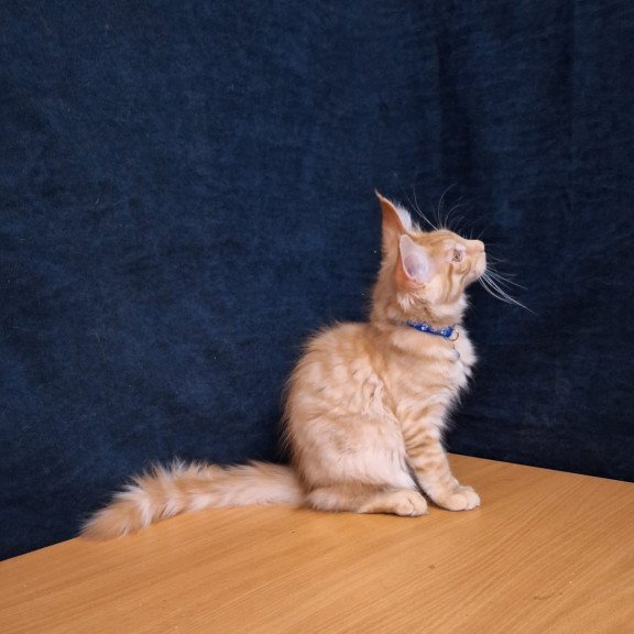 Maine Coon EZ Apolon