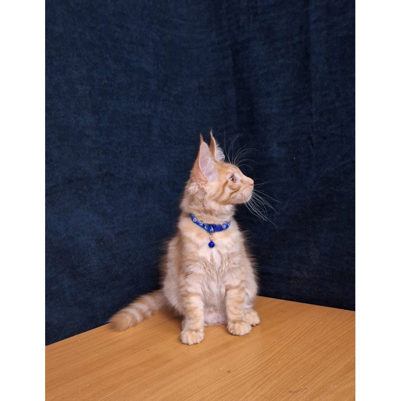Maine Coon EZ Apolon