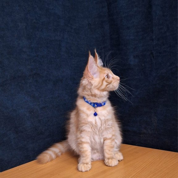Maine Coon EZ Apolon