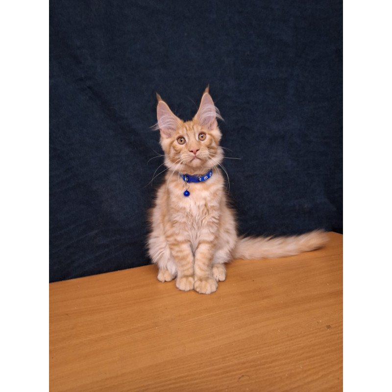 Maine Coon EZ Apolon