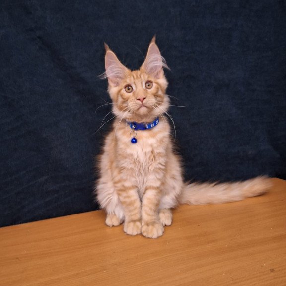 Maine Coon EZ Apolon