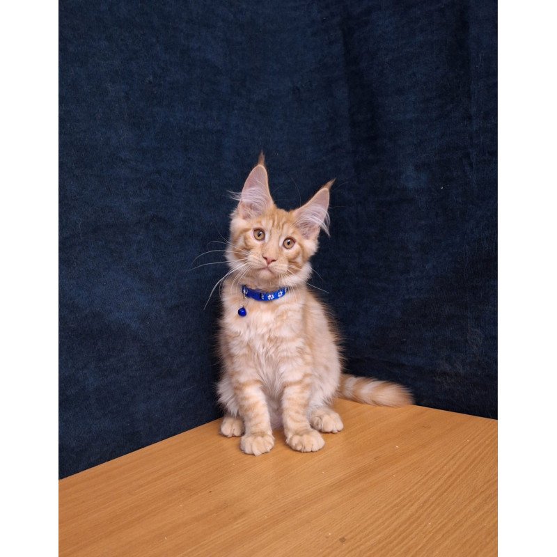 Maine Coon EZ Apolon