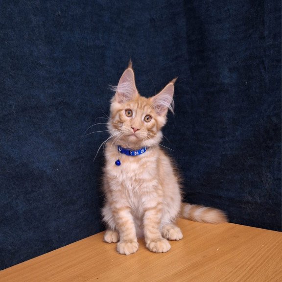 Maine Coon EZ Apolon