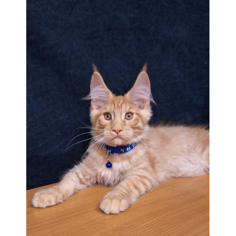 Maine Coon EZ Apolon