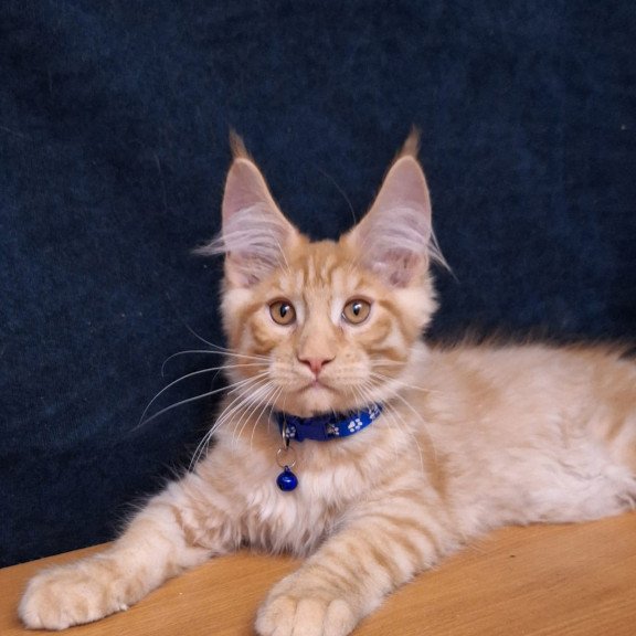 Maine Coon EZ Apolon