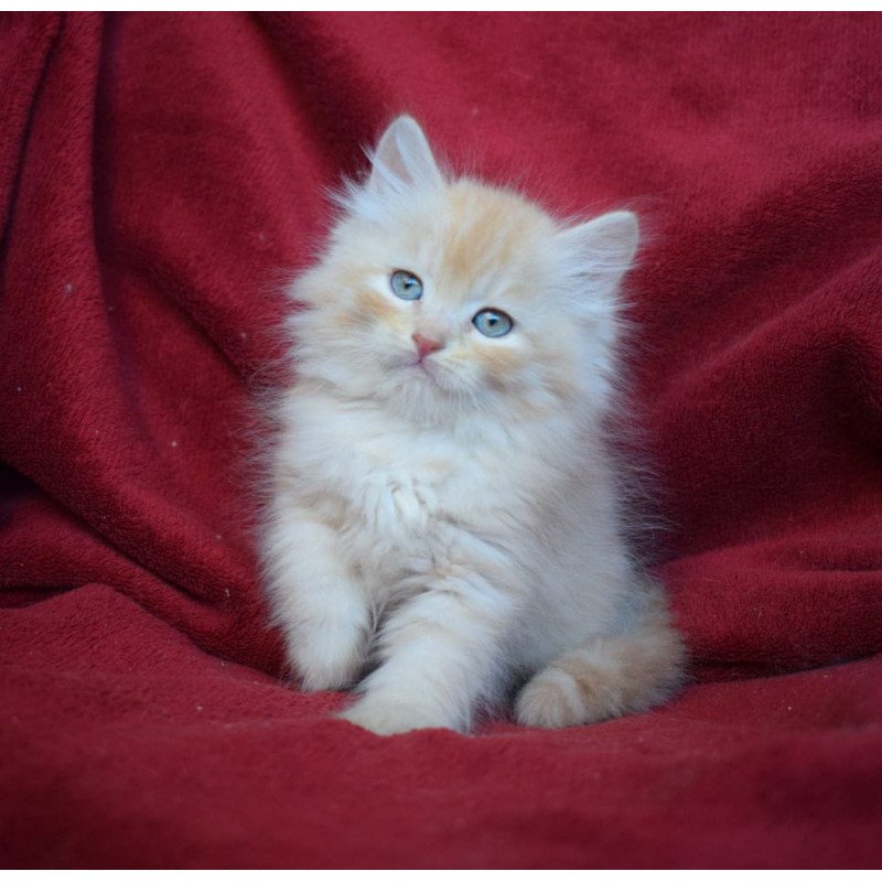 Siberian EZ Kevin