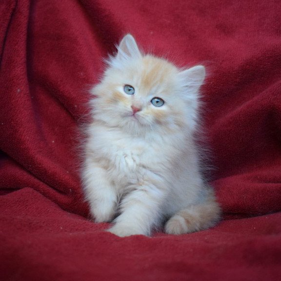 Siberian EZ Kevin