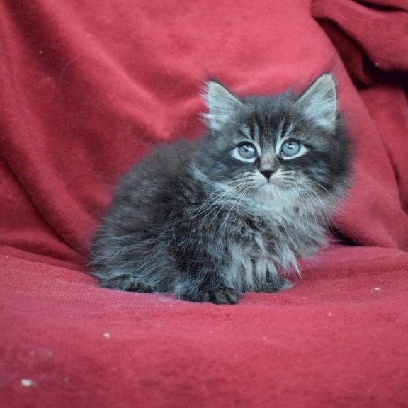 Siberian EZ Kuzma