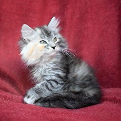 Siberian EZ Kаlina