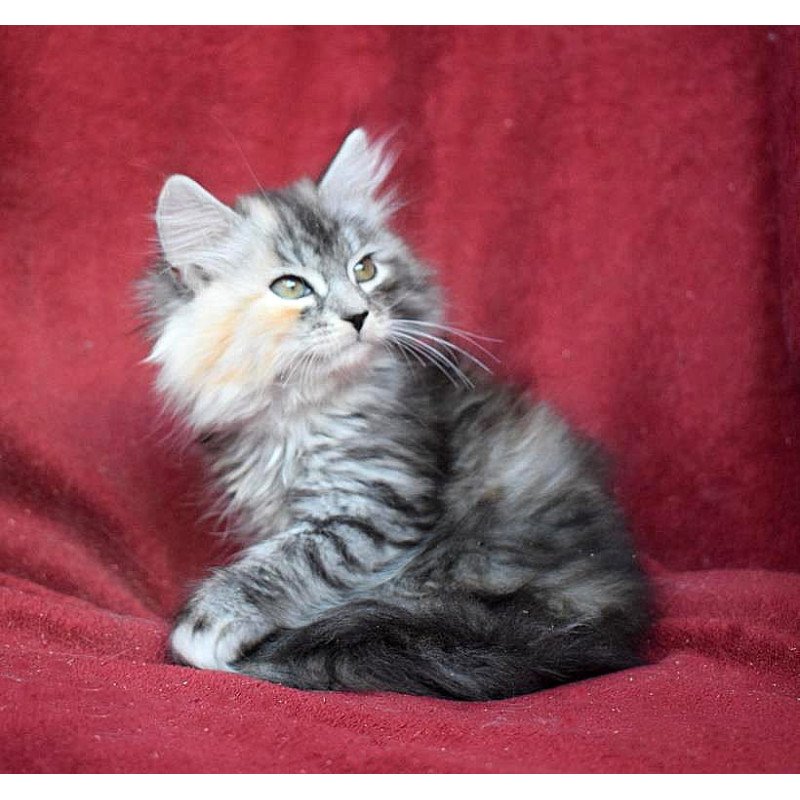 Siberian EZ Kаlina