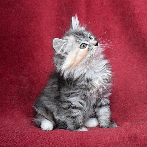 Siberian EZ Kаlina