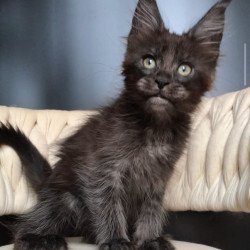 Maine Coon EZ Vrangel