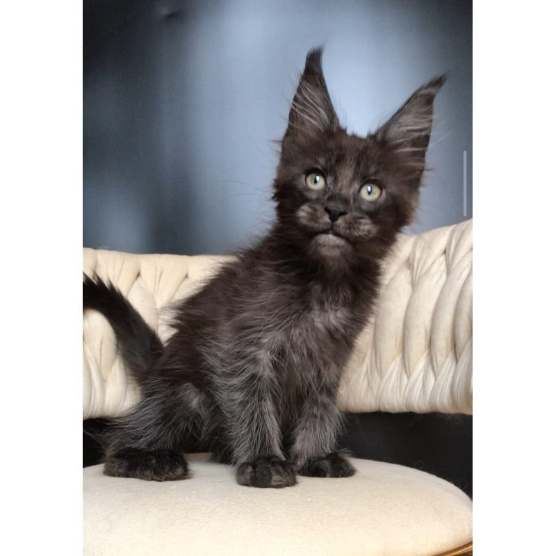 Maine Coon EZ Vrangel