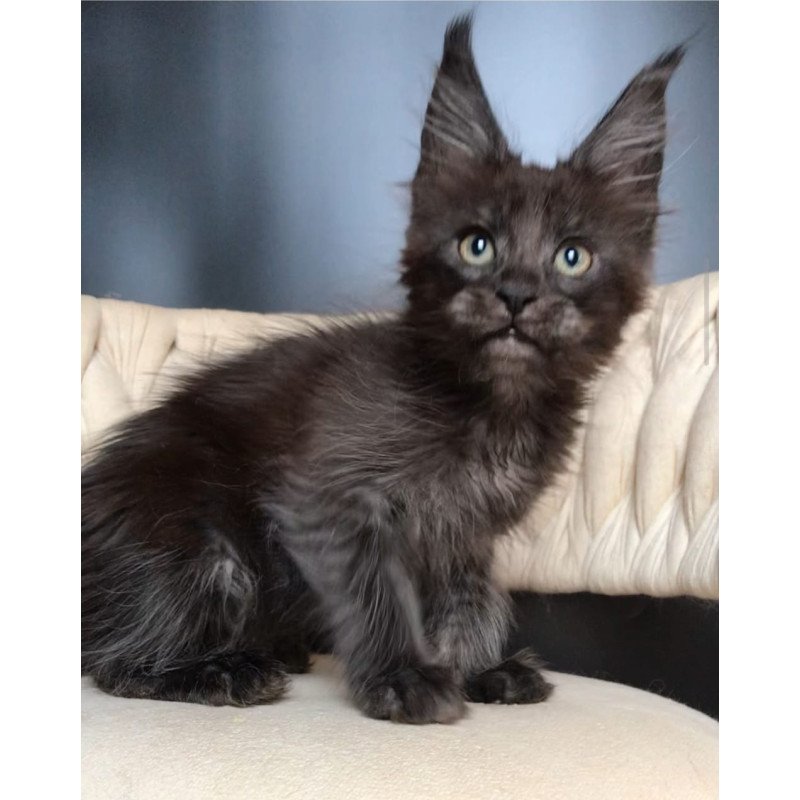 Maine Coon EZ Vrangel