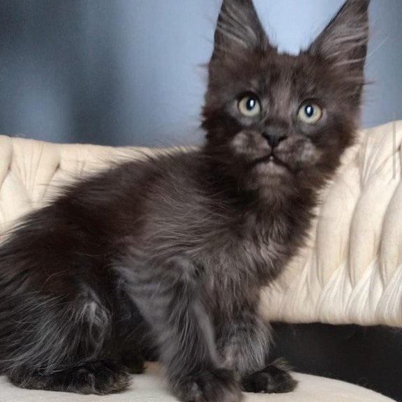 Maine Coon EZ Vrangel