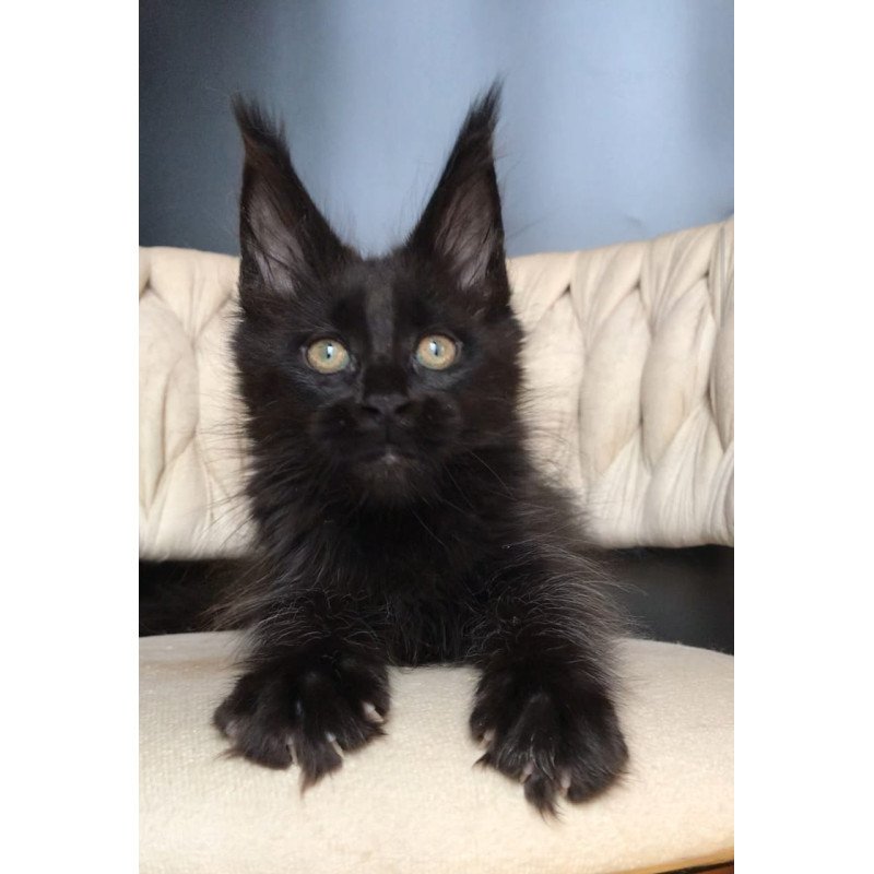 Maine Coon EZ Vlastelina